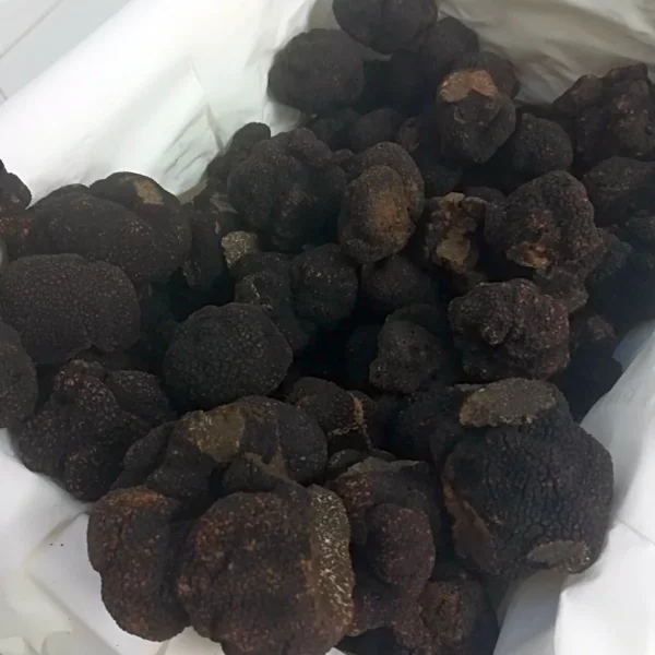 TARTUFO NERO PREGIATO FRESCO