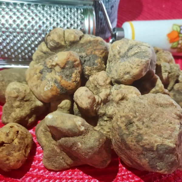 tartufo bianco fresco davanti ad una grattugia