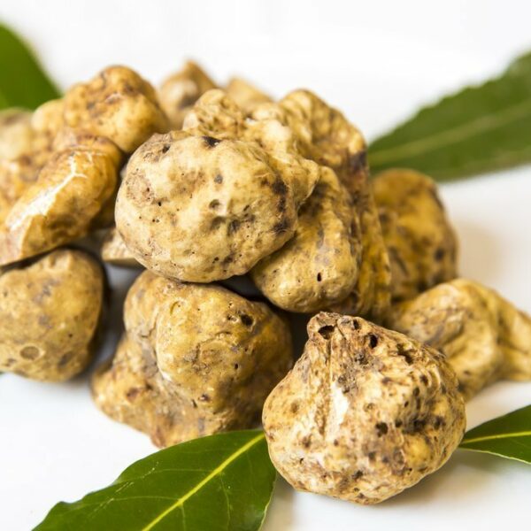 Tartufo bianchetto fresco marzuolo GustoUmbro, pregiato tartufo primaverile